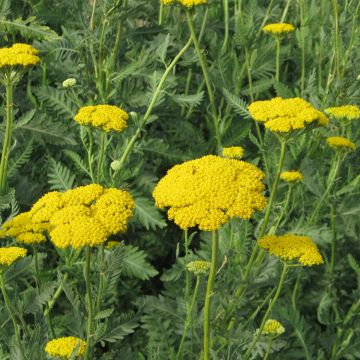 Achillea fillipendulina Cloth of Gold (Samen) - Hohe Gelbe Schafgarbe