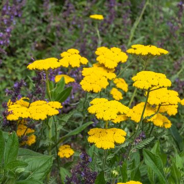 Achillea Coronation Gold - Filzige Schafgarbe