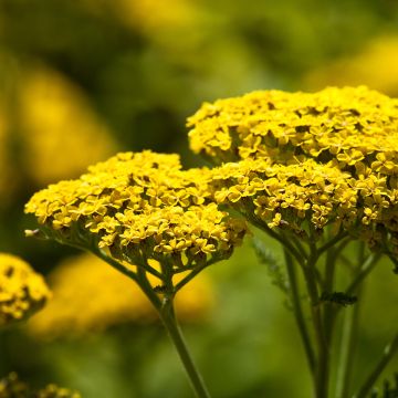 Achillea Credo - Filzige Schafgarbe