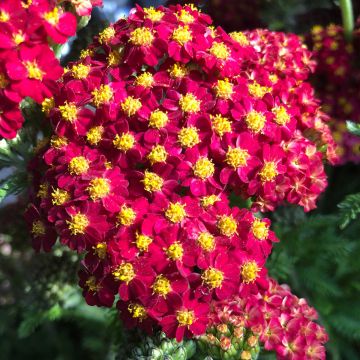 Achillea millefolium Desert Eve Red - Gemeine Schafgarbe