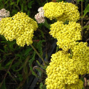 Achillea filipendulina Helios - Hohe Gelbe Schafgarbe