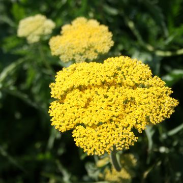 Achillea fillipendulina Cloth of Gold - Hohe Gelbe Schafgarbe