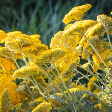 Achillea filipendulina Golden Plate - Hohe Gelbe Schafgarbe