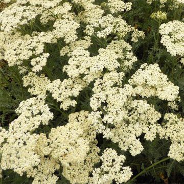 Achillea millefolium Alabaster - Gemeine Schafgarbe