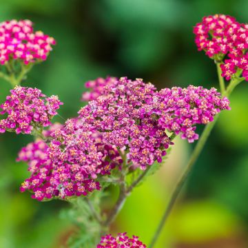 Achillea millefolium Cassis - Gemeine Schafgarbe