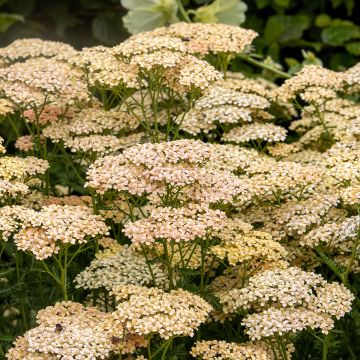 Achillea millefolium Lachsschönheit - Gemeine Schafgarbe