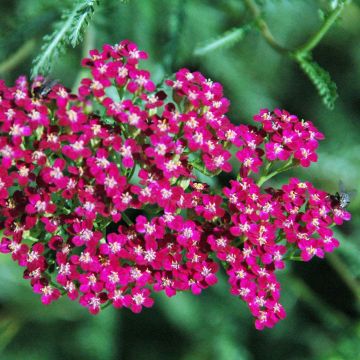 Achillea millefolium Red Beauty - Gemeine Schafgarbe