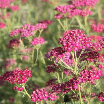 Achillea millefolium Sammetriese - Gemeine Schafgarbe