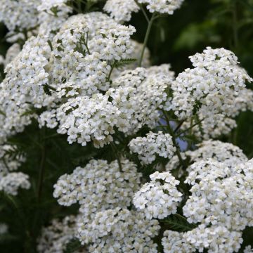 Achillea millefolium Schneetaler - Gemeine Schafgarbe