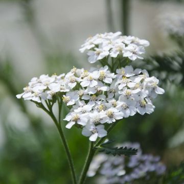 Achillea millefolium White Beauty - Gemeine Schafgarbe