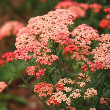 Achillée millefeuilles Apricot Delight (Tutti frutti) - Achillea millefolium