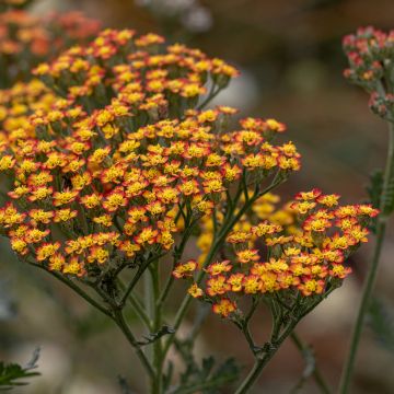 Achillea millefolium Feuerland - Gemeine Schafgarbe