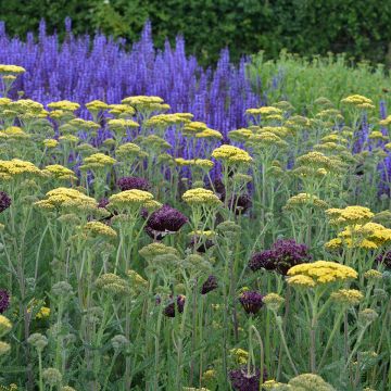 Achillea millefolium Hella Glashoff - Gemeine Schafgarbe