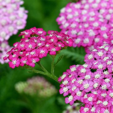 Achillea millefolium New Vintage Violet - Gemeine Schafgarbe