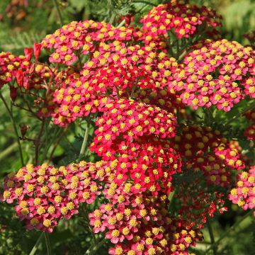 Achillea millefolium Paprika - Gemeine Schafgarbe