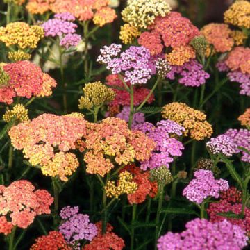 Achillea millefolium Summer Pastel - Gemeine Schafgarbe