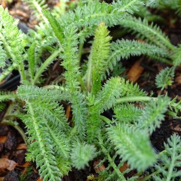 Achillea millefolium Terracotta - Gemeine Schafgarbe