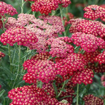 Achillée millefolium The Beacon (Fanal)