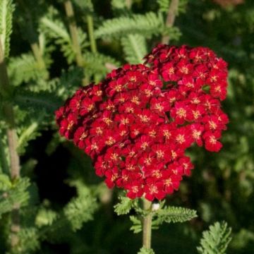 Achillea millefolium Summerwine - Gemeine Schafgarbe