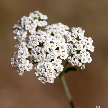 Achillée odorante - Achillea odorata