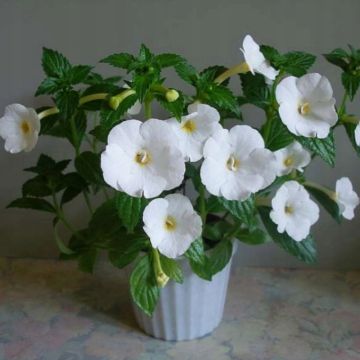 Achimenes White - Schiefteller