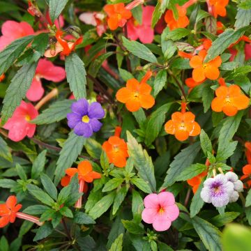 Achimenes Mix - Schiefteller