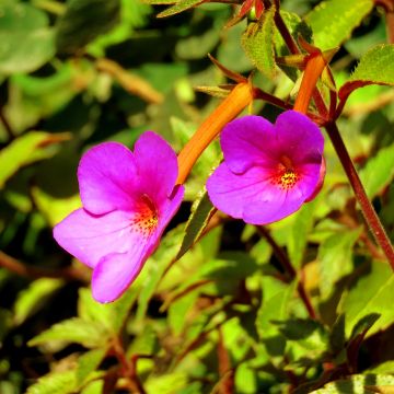 Achimenes Pink - Schiefteller