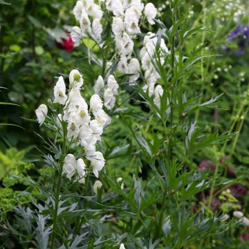 Aconitum napellus sbsp.napellus Schneewittchen - Blauer Eisenhut