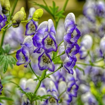 Aconitum cammarum Bicolor - Garten-Eisenhut