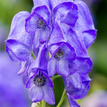 Aconitum carmichaelii Arendsii - Herbsteisenhut