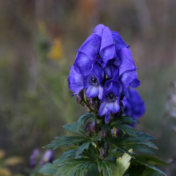 Aconitum fischeri - Chinesischer Eisenhut