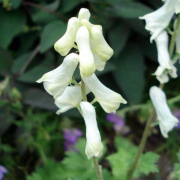 Aconitum septentrionale Ivorine - Nördlicher Eisenhut