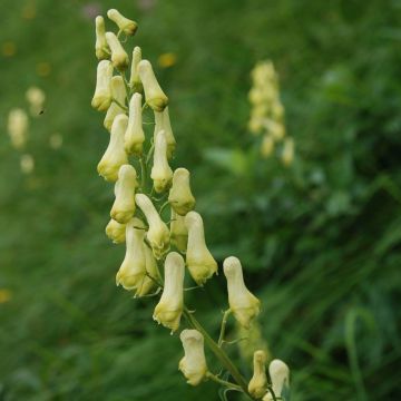 Aconit, Aconitum lycoctonum ssp. neapolitanum