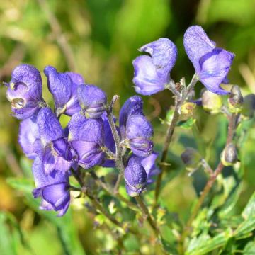 Aconitum napellus subsp. vulgare - Berg-Eisenhut