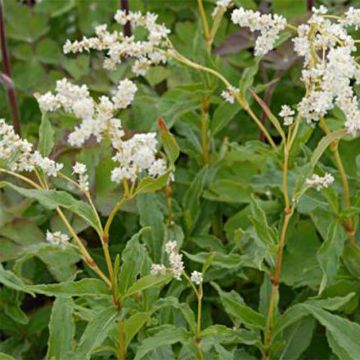 Aconogonon tortuosum var. glabrifolium - Weißer Kissenknöterich