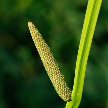 Acorus calamus - Kalmus