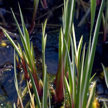 Acorus calamus Variegatus - Kalmus