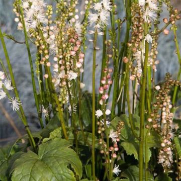 Actaea japonica Cheju-Do - Zwerg-Silberkerze