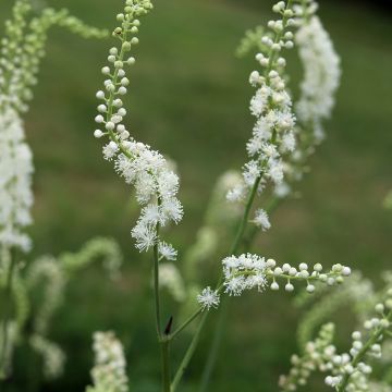 Actaea dahurica - August-Silberkerze