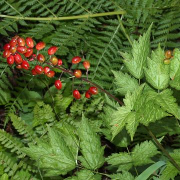 Actaea rubra - Rotes Christophskraut