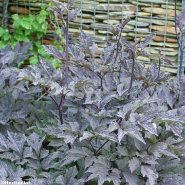 Cimicifuga James Compton - Actaea simplex