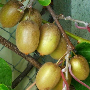 Actinidia deliciosa Hayward - Chinesischer Strahlengriffel