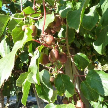 Actinidia arguta Domino (Weiblich) - Zwerg Kiwi