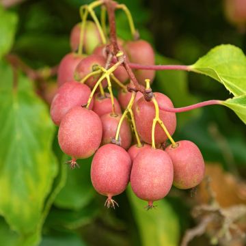 Kiwi arguta Mariered (femelle) - Kiwaï - Actinidia arguta