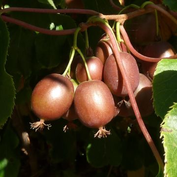 Actinidia arguta var. purpurea (Weiblich) - Zwerg Kiwi