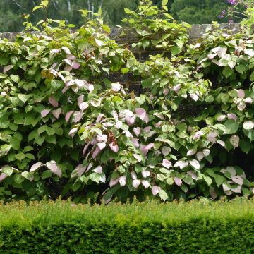 Actinidia kolomikta Adam - Buntblättrige Kiwi