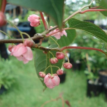 Actinidia pilosula - Spitzblättriger Strahlengriffel