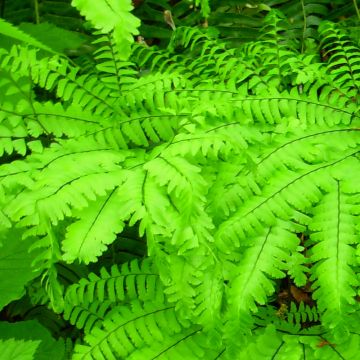 Adiantum aleuticum Miss Sharples - Zwerg-Pfauenradfarn