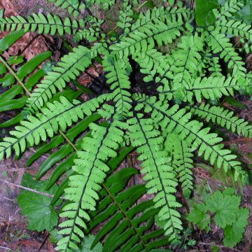 Adiantum pedatum - Hufeisenfarn