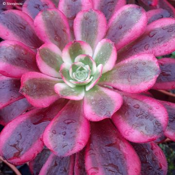 Aeonium arboreum Medusa - Rosettendickblatt